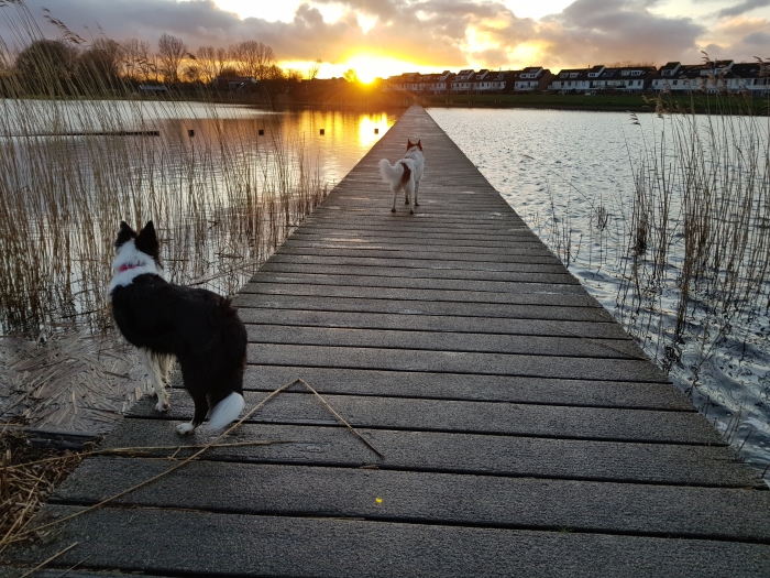 Border Collies op de vlonder Ouderkerkerplas
