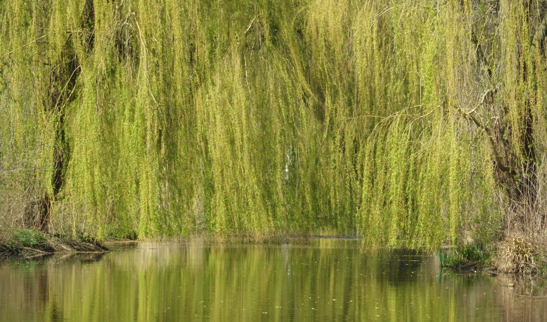 Treurwilgen in lentetooi boven een singel in Barneveld.