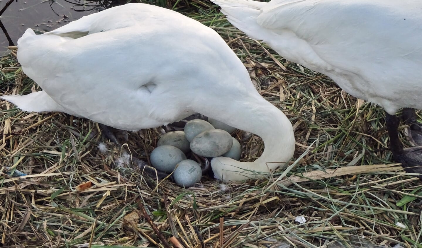Moeder zwaan draait de eieren