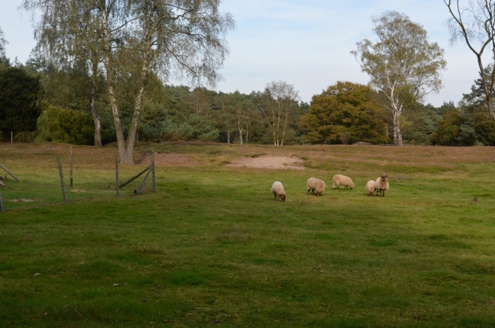 Schapen op de Peppelenk