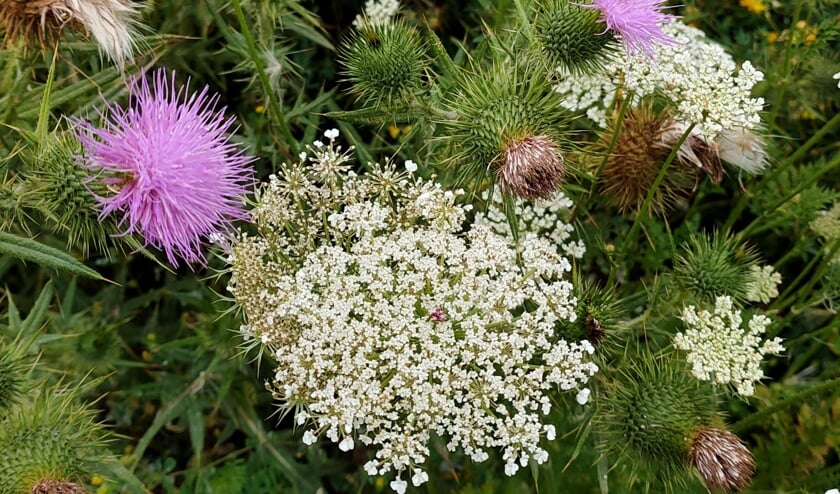 Distels en fluitekruid