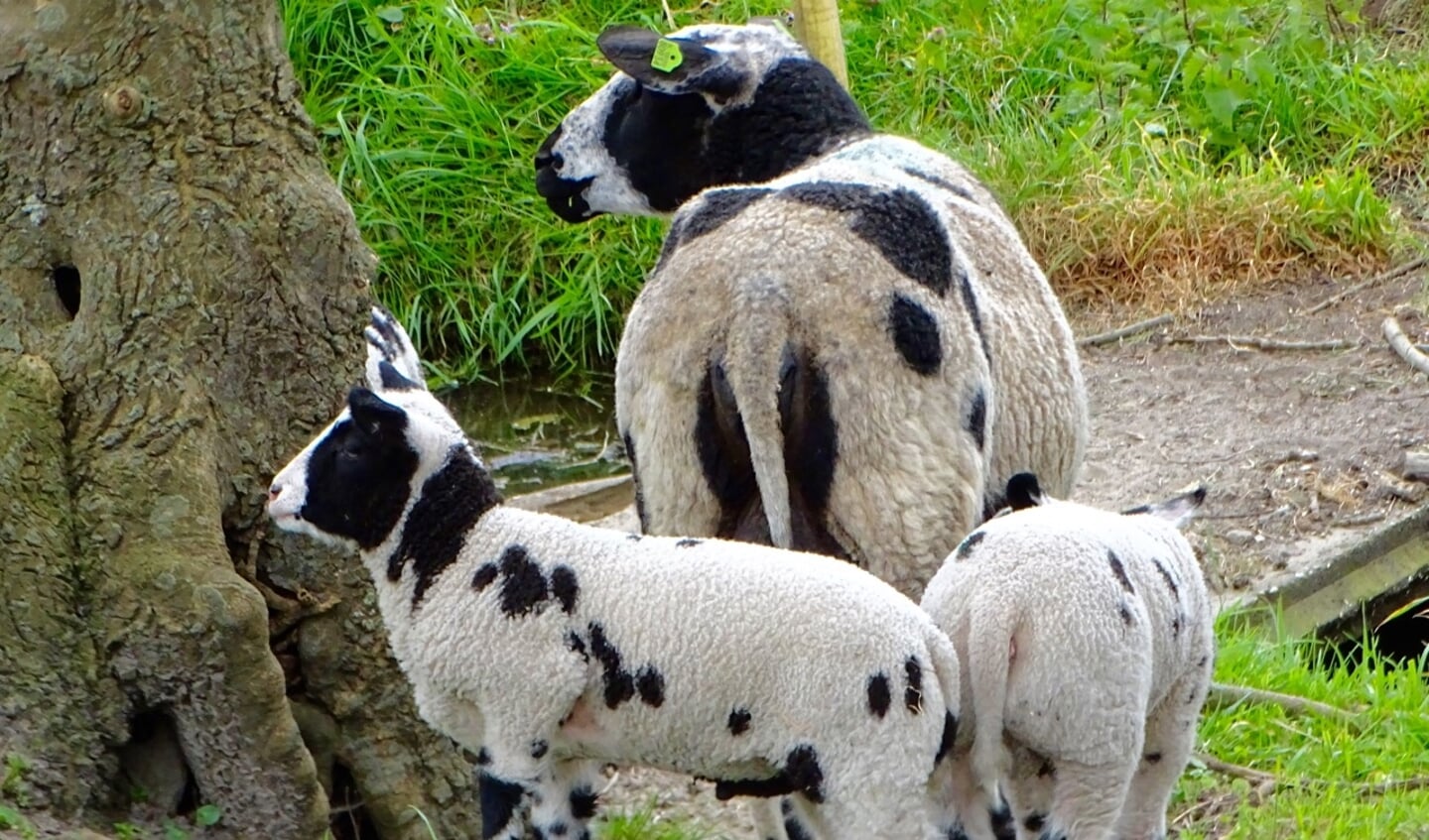Zwart-witte schapen.