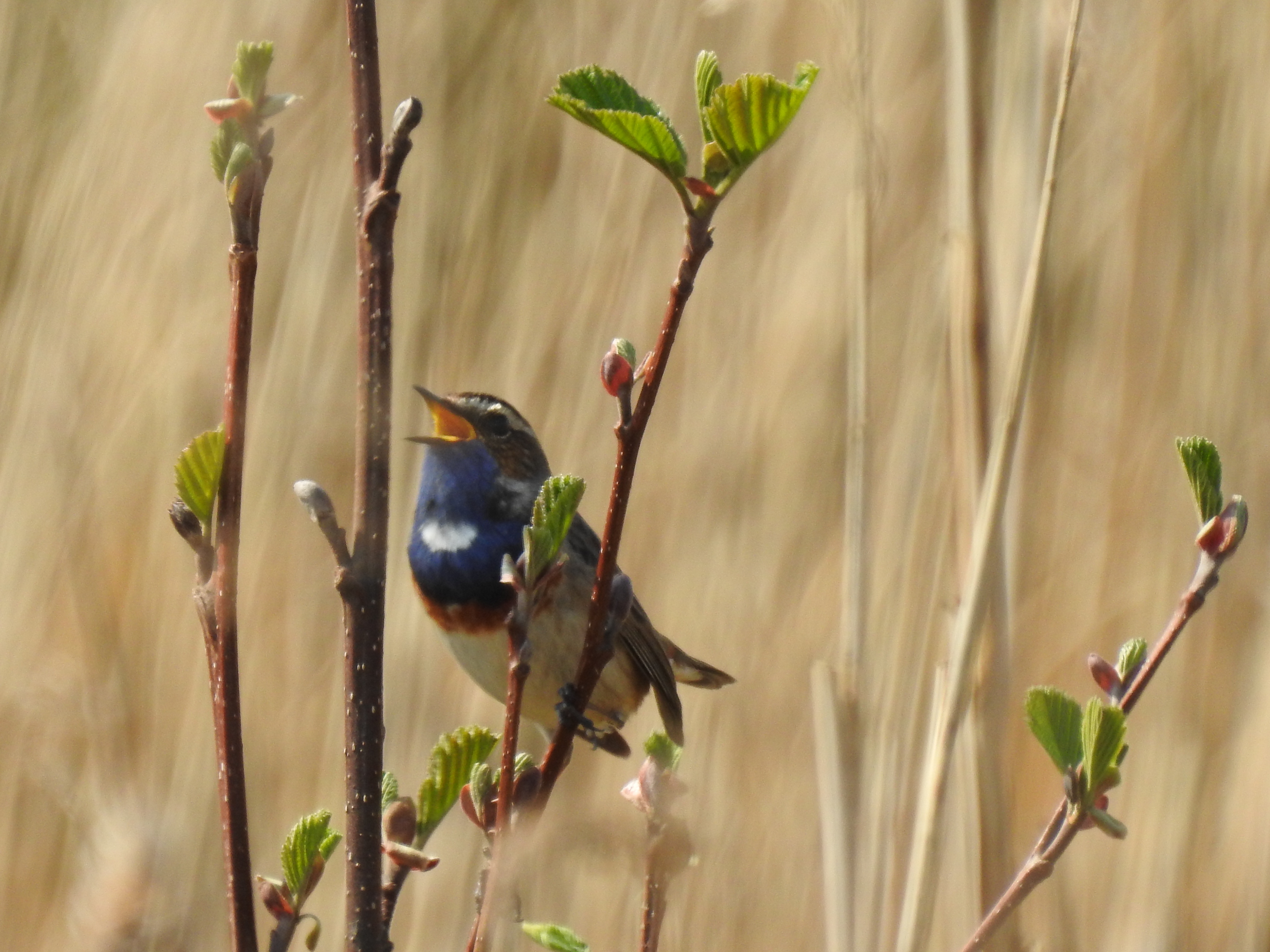 Blauwborst