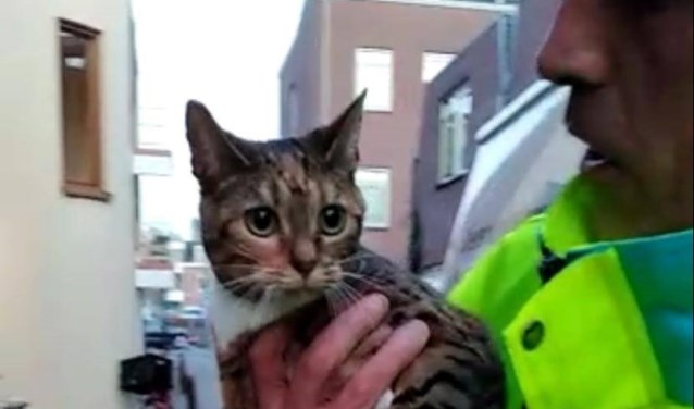 Dierenambulance Vianen haalt straks gewonde en dode dieren op in de gemeente Gorinchem