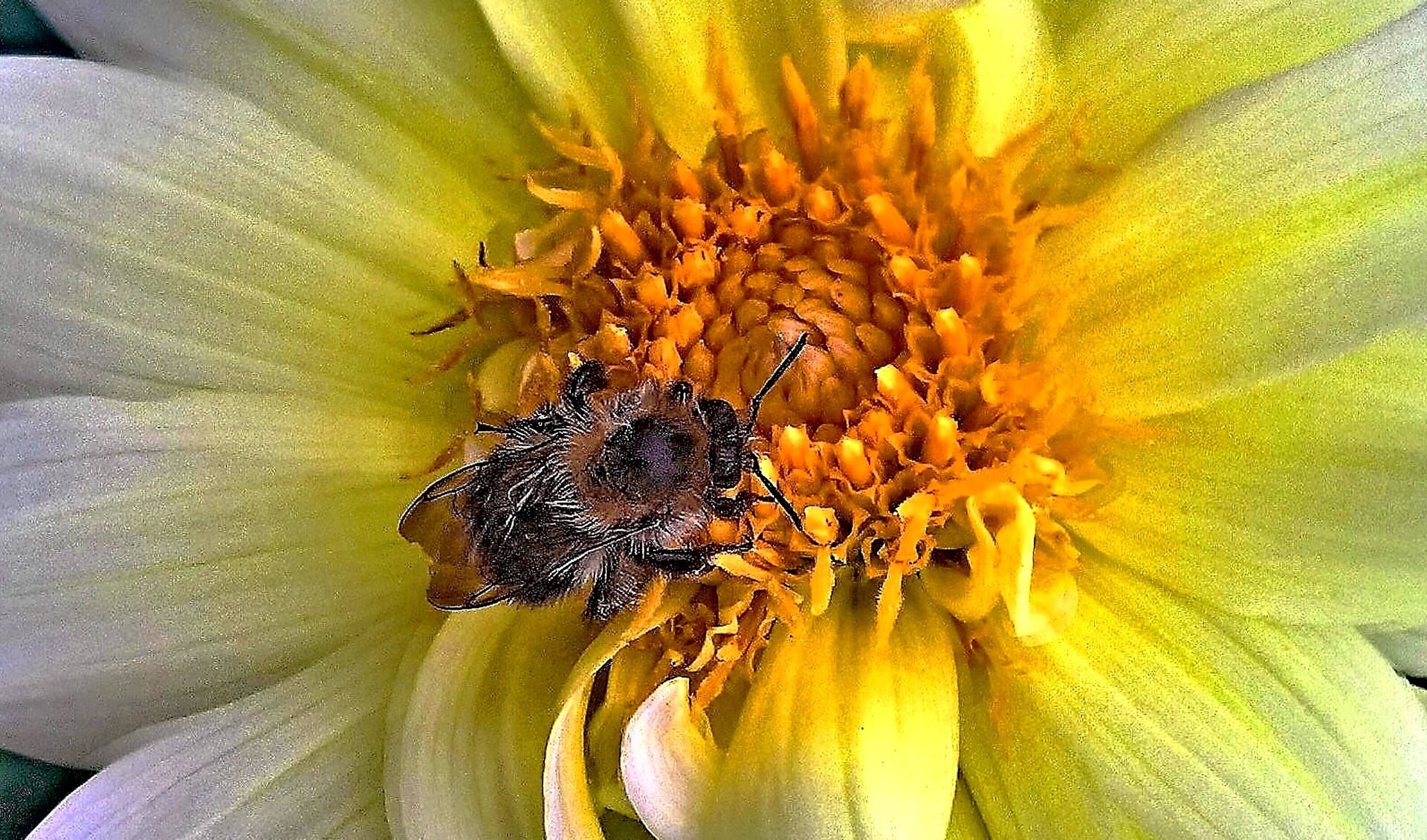 Maak je tuin aantrekkelijk voor bijen door bloemen te zaaien!