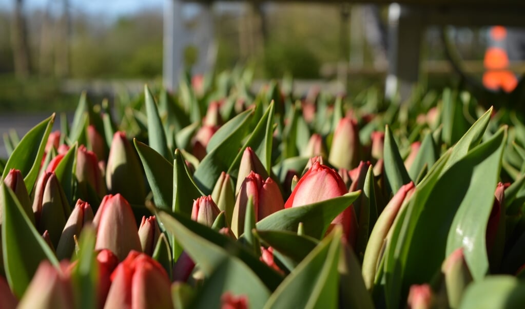 Tulpen bestemd voor tulpenactie.