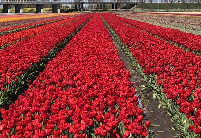 Bollenveld in Weteringbrug