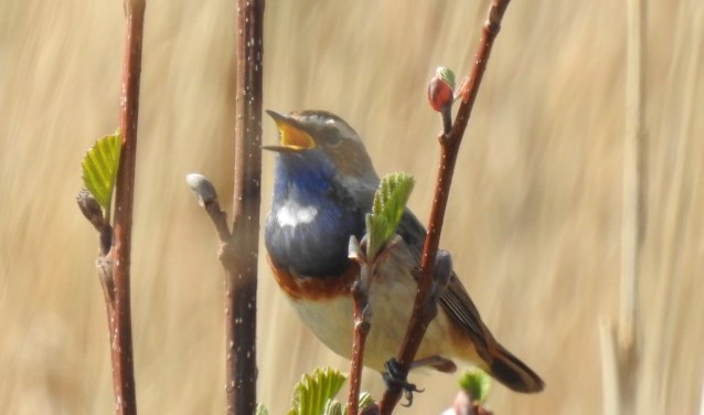 Blauwborst