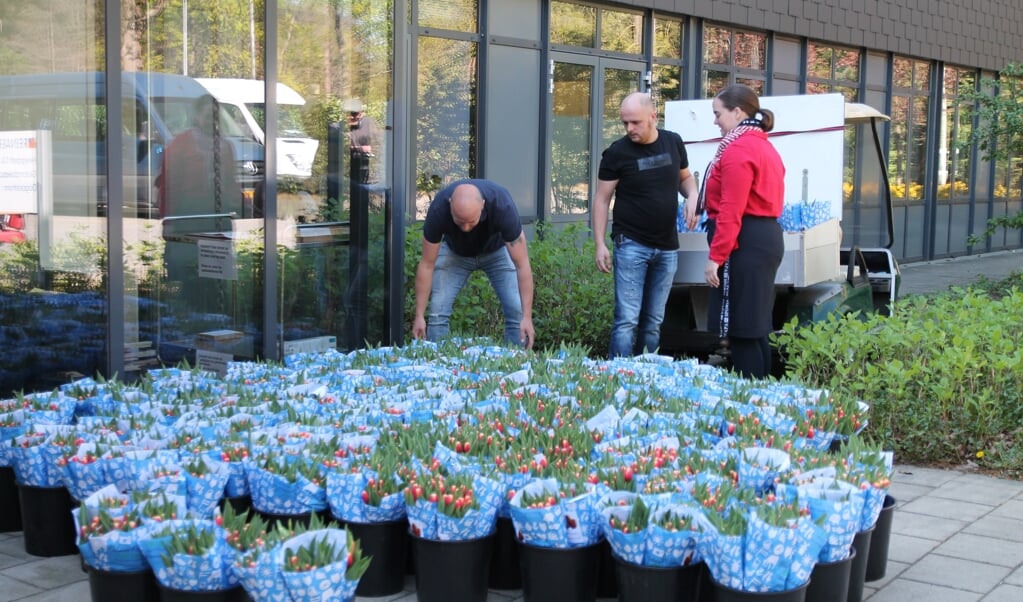 Mederwerkers van de Heijgraeff vervoerden de tulpen gelijk naar de afdelingen
