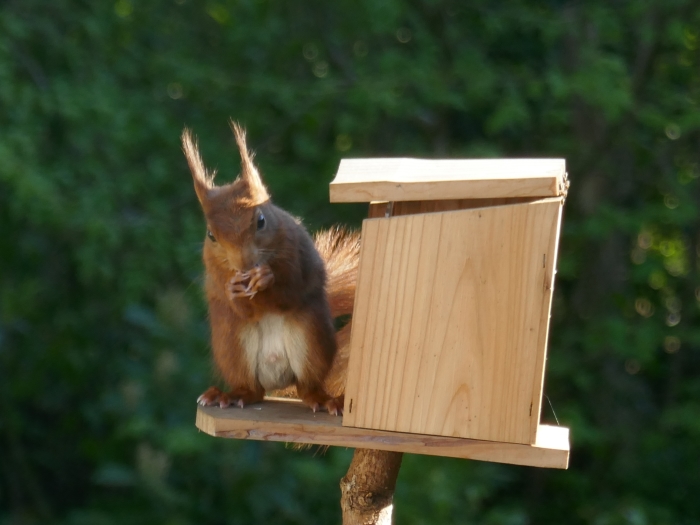 Een van de eekhoorntjes die ook nu nog regelmatig onze tuin bezoeken