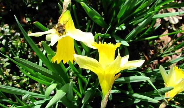 Trompetnarcis.