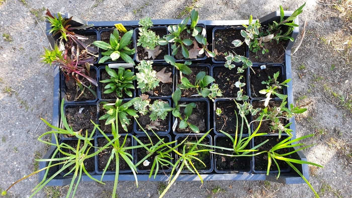 Plantjes voor de plantjesmarkt