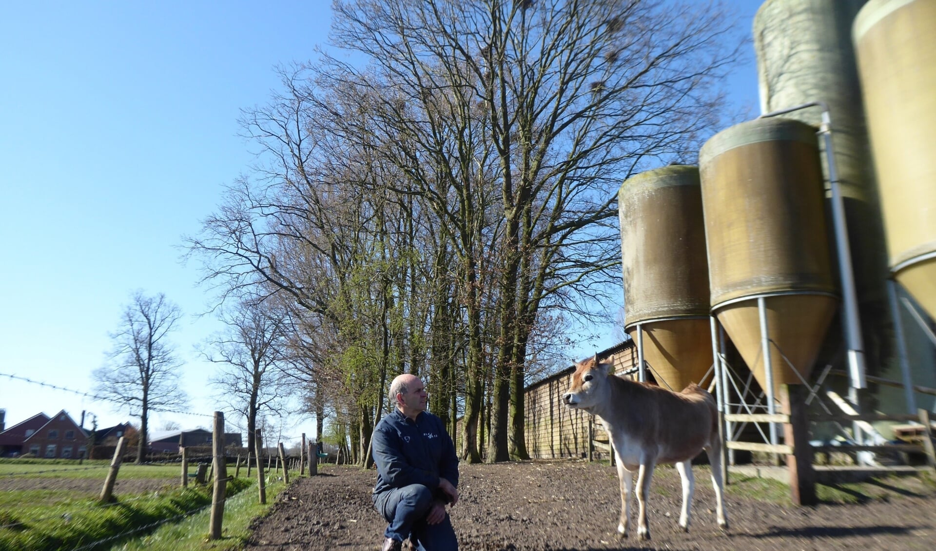 Veehouder Jan Dirk van de Voort met achter hem - hoog in de bomen - de roekenkolonie aan de Postweg in Lunteren.