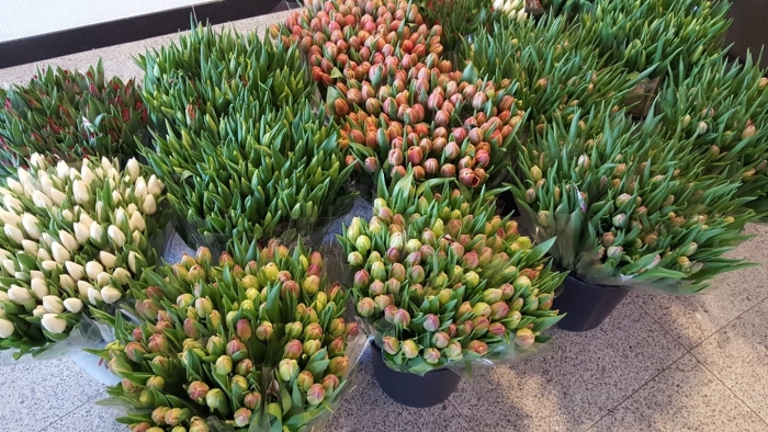 Tulpen voor de bewoners van Hof van Sliedrecht