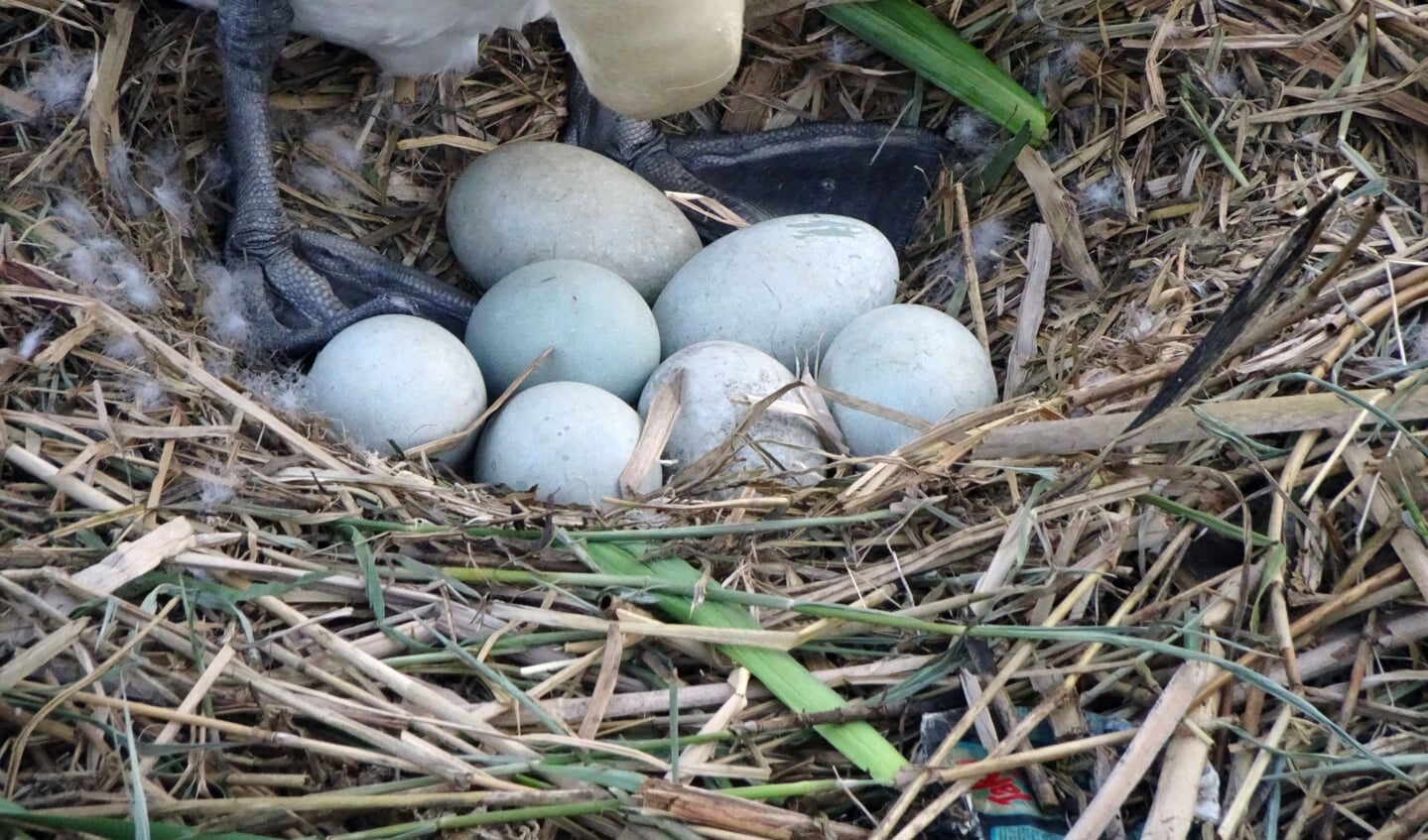 Moeder zwaan telt haar eieren