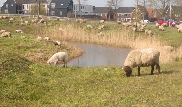 De Nijkerkse schaapskudde mag weer aan het werk om de bermen en graslanden van een stevige snoeibeurt te voorzien. 
