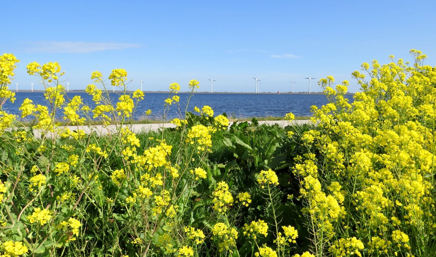 Fietspad langs Eemmeer vanachter het koolzaad