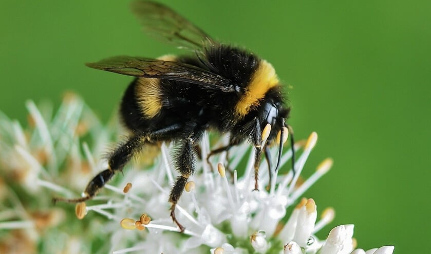 De hommel werd relatief weinig gezien.