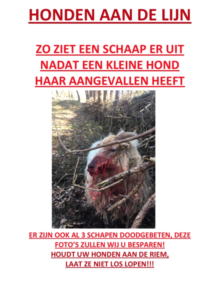 Gewond schaap met maning Honden aan de Lijn.