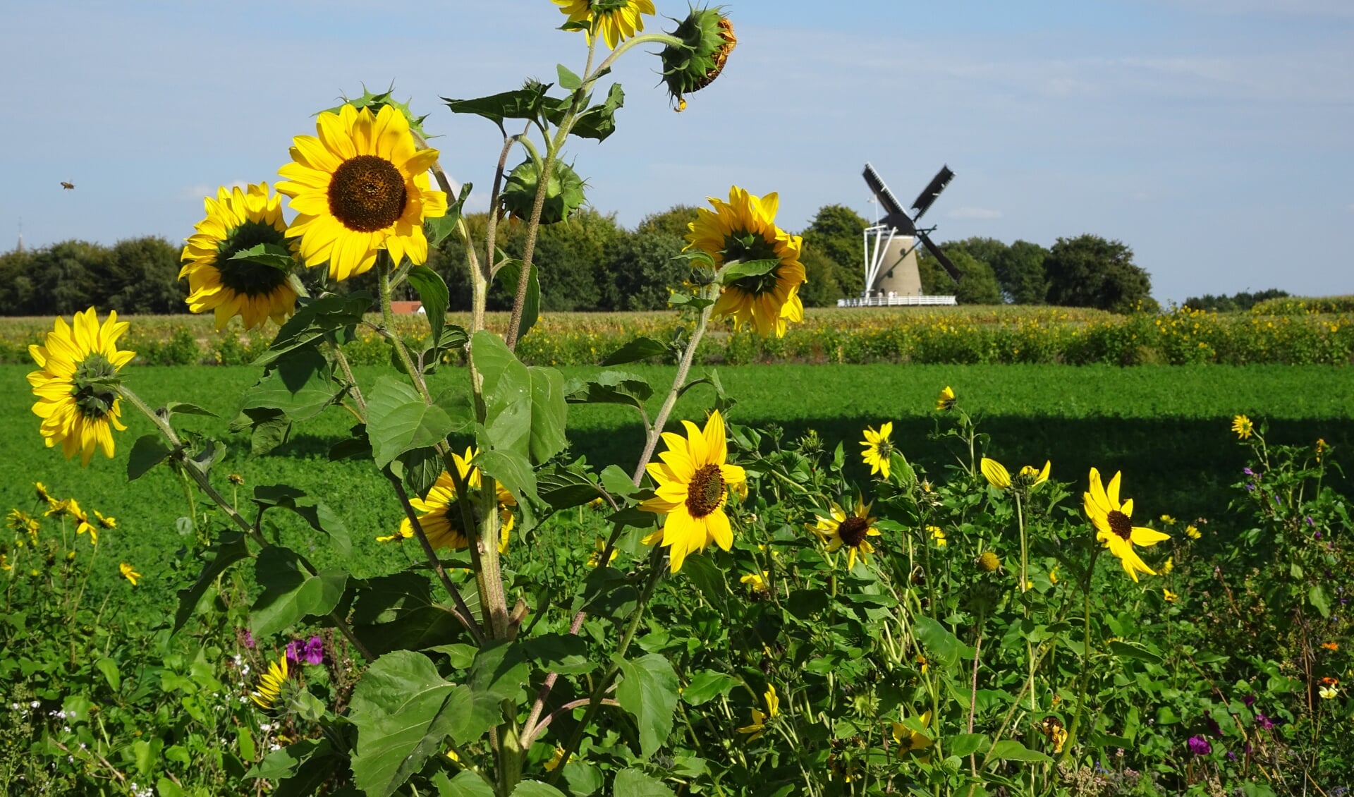 Een lint van drie kilometer aan zonnebloemen is de insteek van Engtuin.