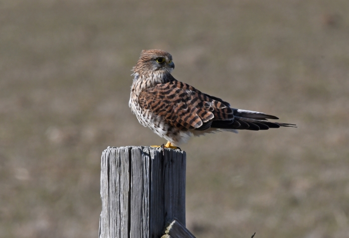 torenvalk op paaltje in de polder