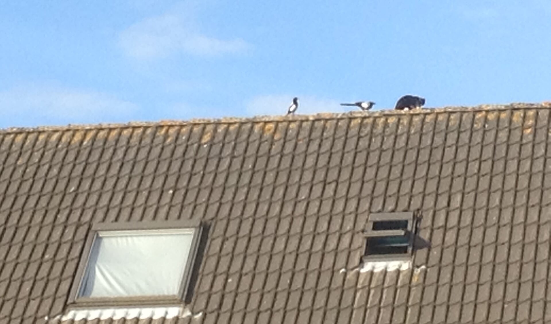 Kat op dak en 2 eksters