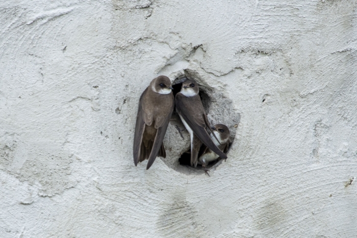 3 oeverzwaluwen in de betonnenwand bij de Toolenburgerplas.