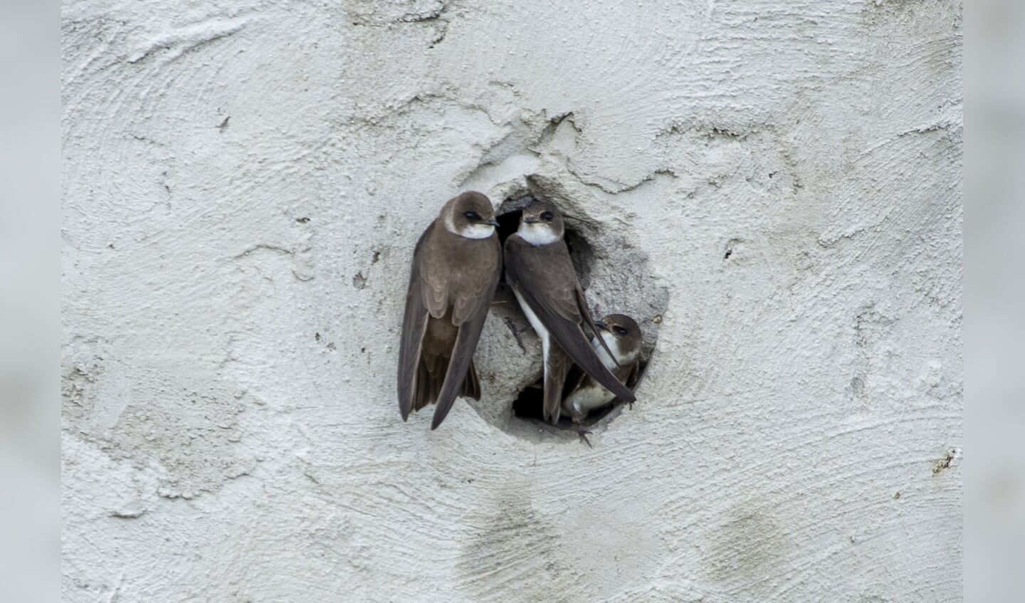 3 oeverzwaluwen in de betonnenwand bij de Toolenburgerplas.