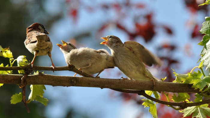 Jonge mussen worden gevoerd
