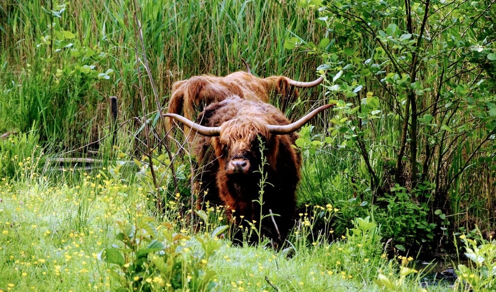 De Schotse Hooglanders spelen een grote rol in het vergroten van de biodiversiteit in het Bos.  
