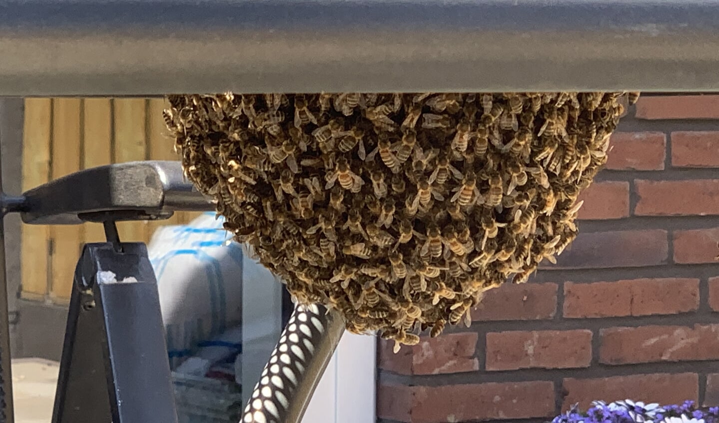 Zwerm bijen onder de tuintafel 