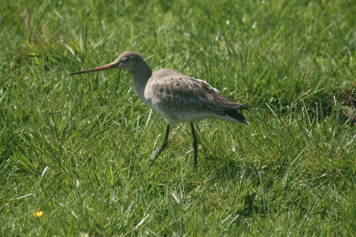 grutto