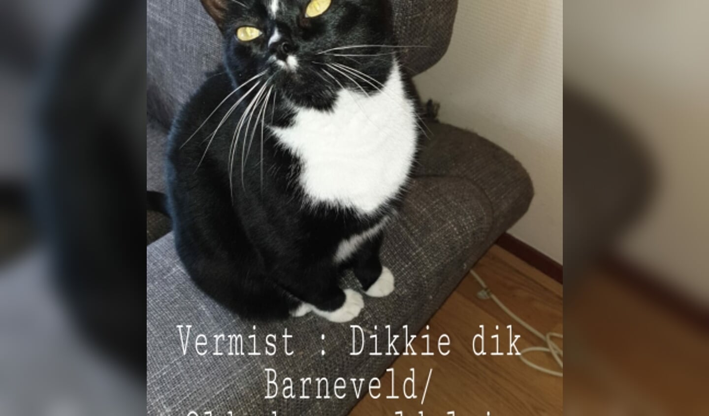 Vermiste kater Oldenbarnevelderplein Barneveld