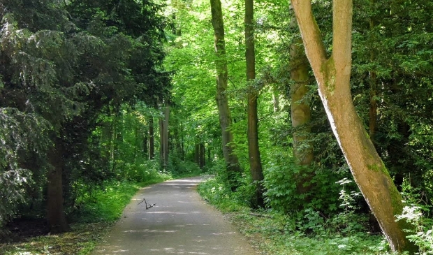 <p>Het Amsterdamse Bos.</p>