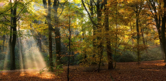 Ons mooie bos: komen hier windmolens?