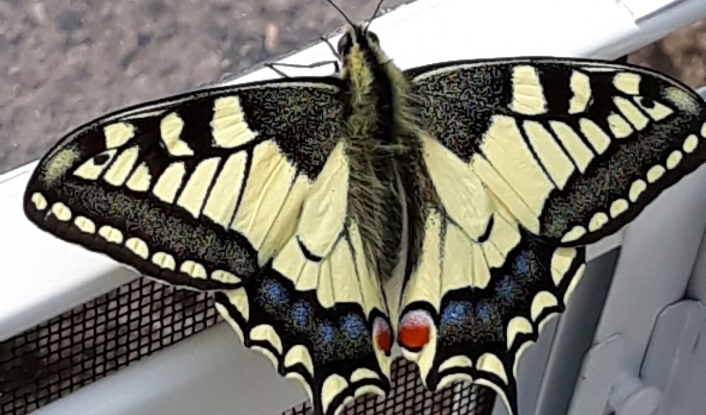 Koninginnepage vlinder