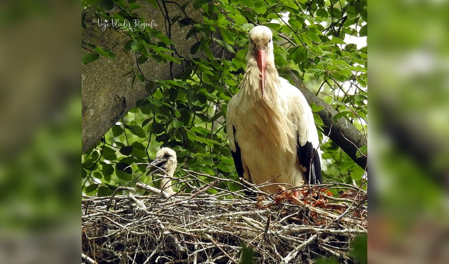 Dode-boom nest ouder ooievaar met jong
