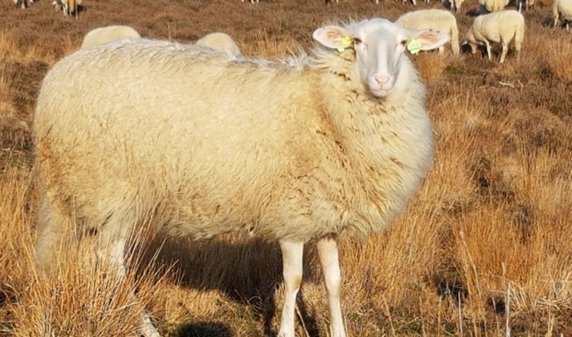 De schapen gaan elke dag met herder en honden naar de heide. 