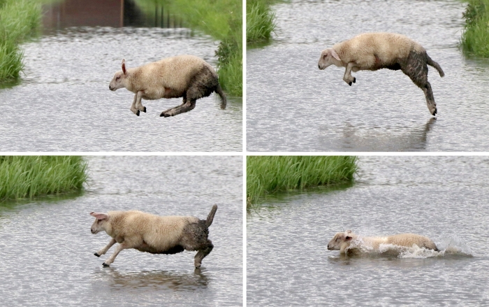Schaap te water