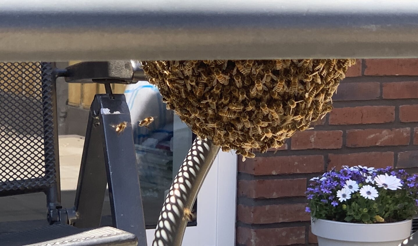 Zwerm bijen onder de tuintafel 