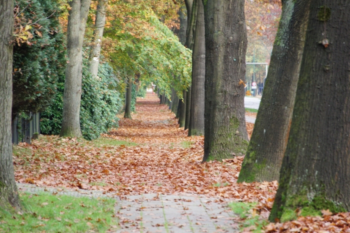 Wegh der Wegen