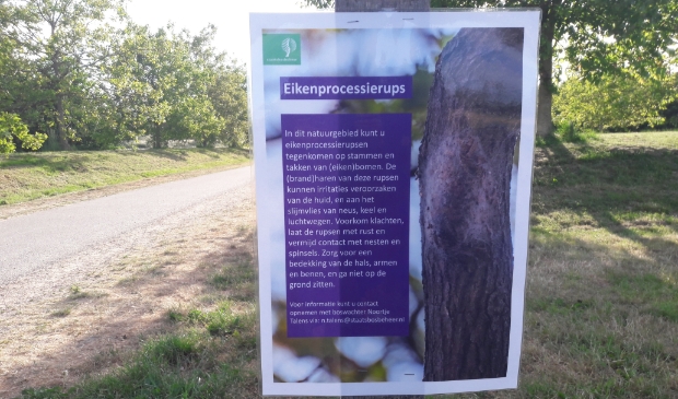 Waarschuwing voor de eikenprocessierups