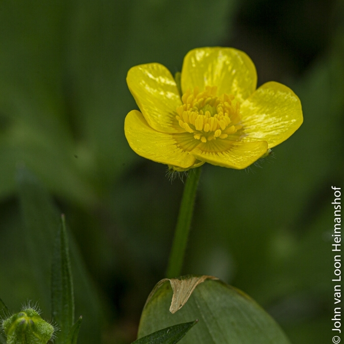 boterbloem