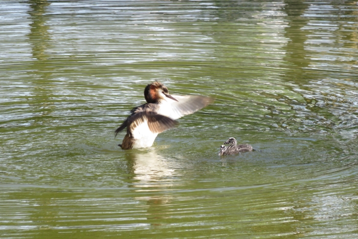 fuut in water Getsewoud