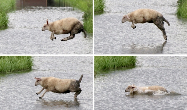 Schaap te water