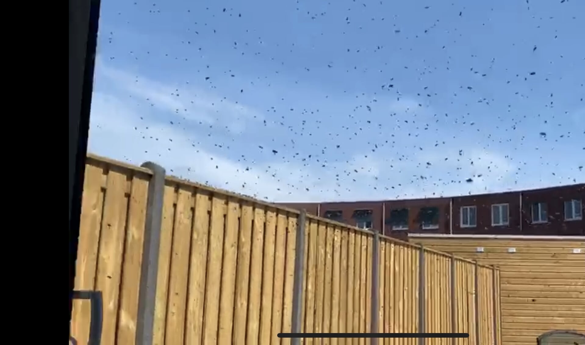 Zwerm bijen in de lucht op zoek naar de Koningin