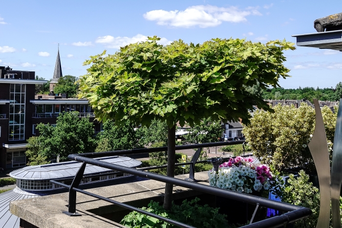 Nestplek met uitzicht op de kerktoren