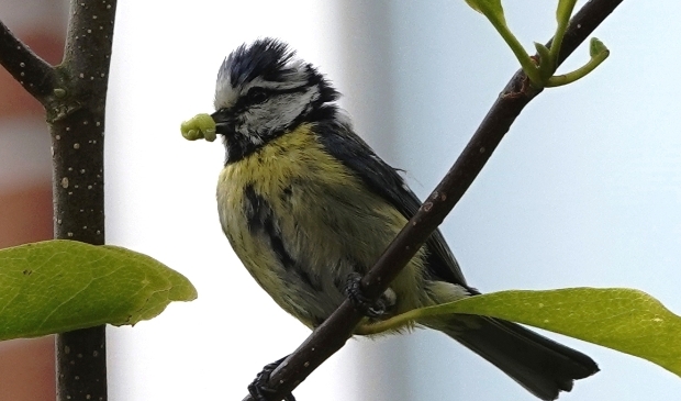 Pimpelmeesje