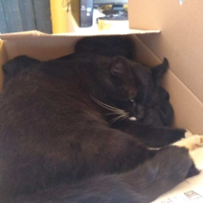 Vermiste kater Ringlaan de Glind