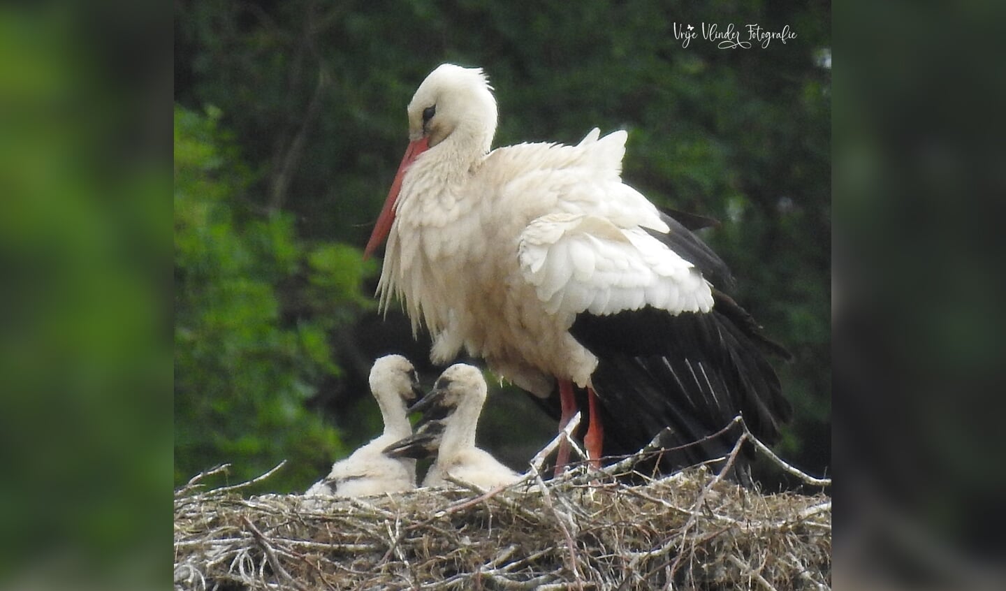 De familie op het paal-nest